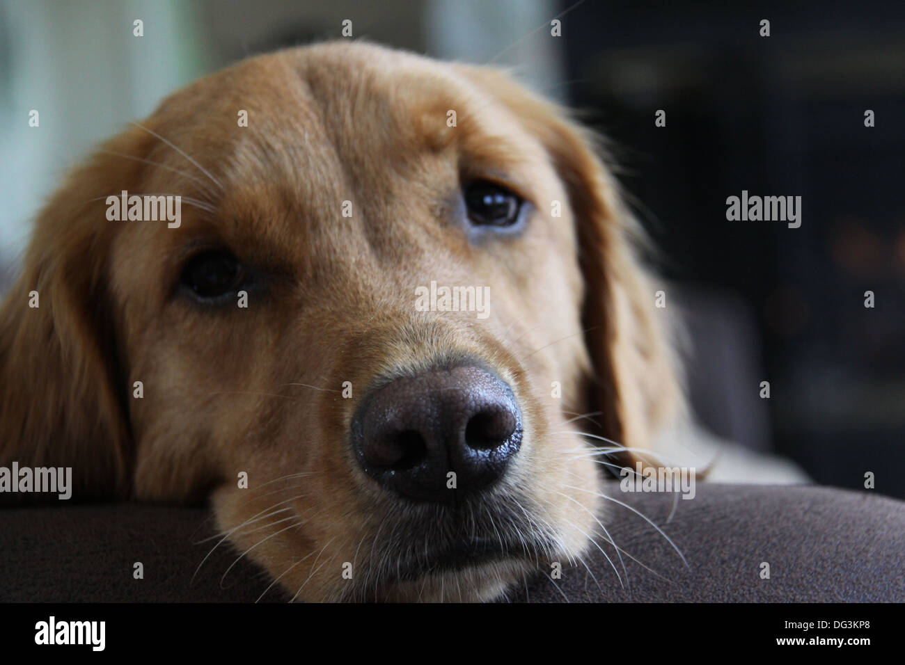 Punto Croce Kit Da Ricamare Golden Retriever Opera D'arte - Foto 12