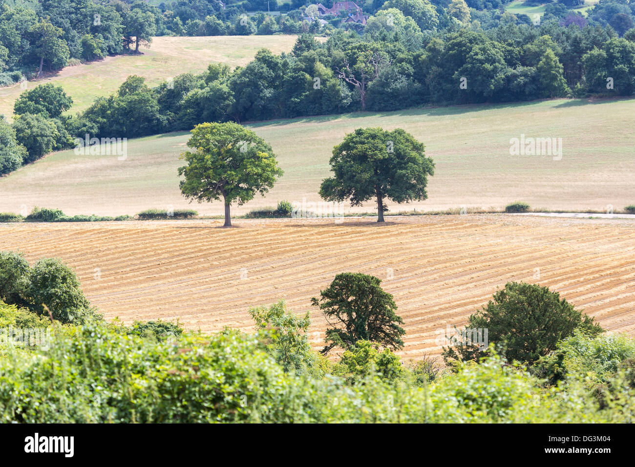View of Surrey countryside in summer, from Newlands Corner, Guildford