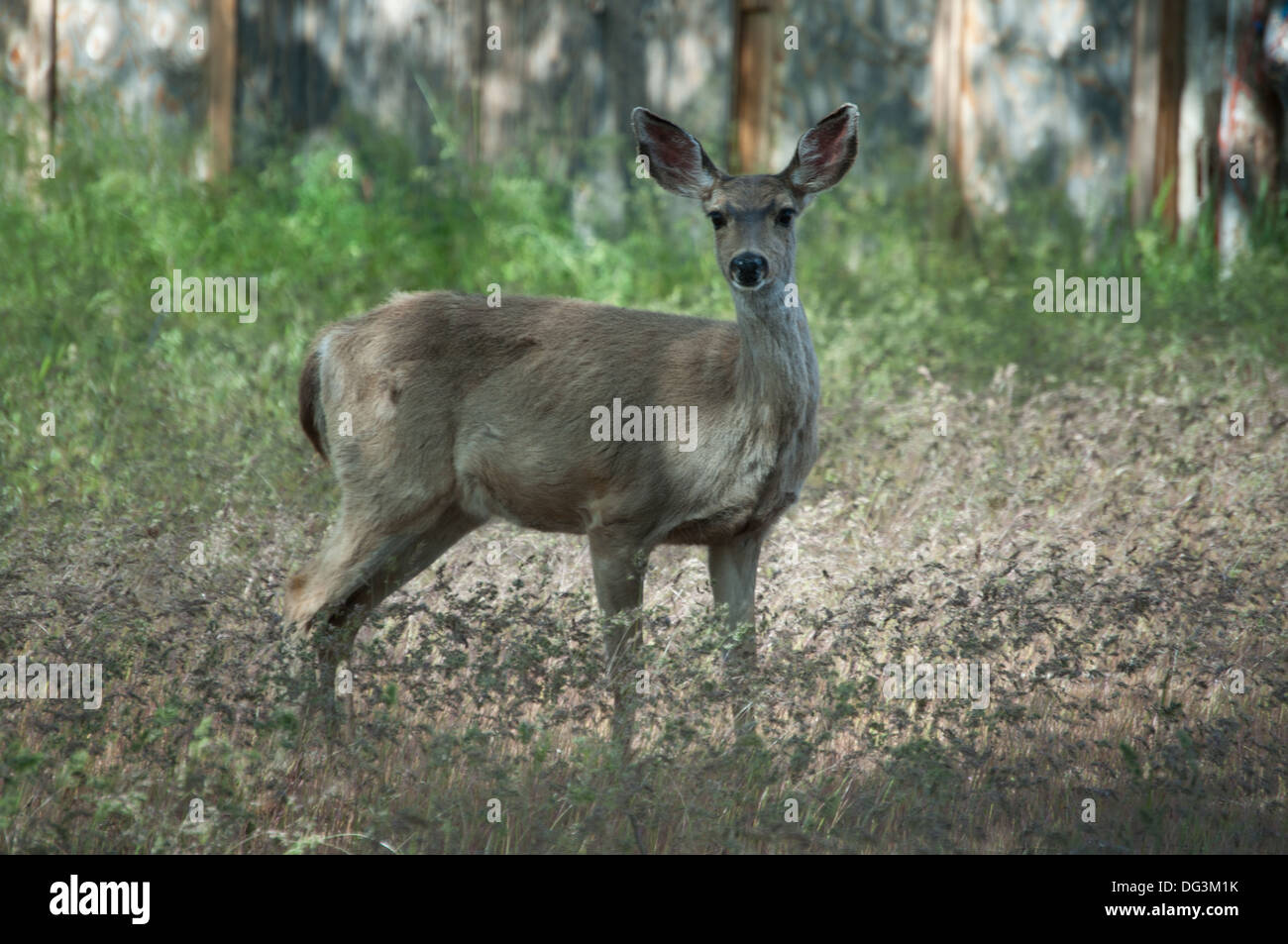 Blacktail deer california hi-res stock photography and Blacktail deer california hi-res stock photography and