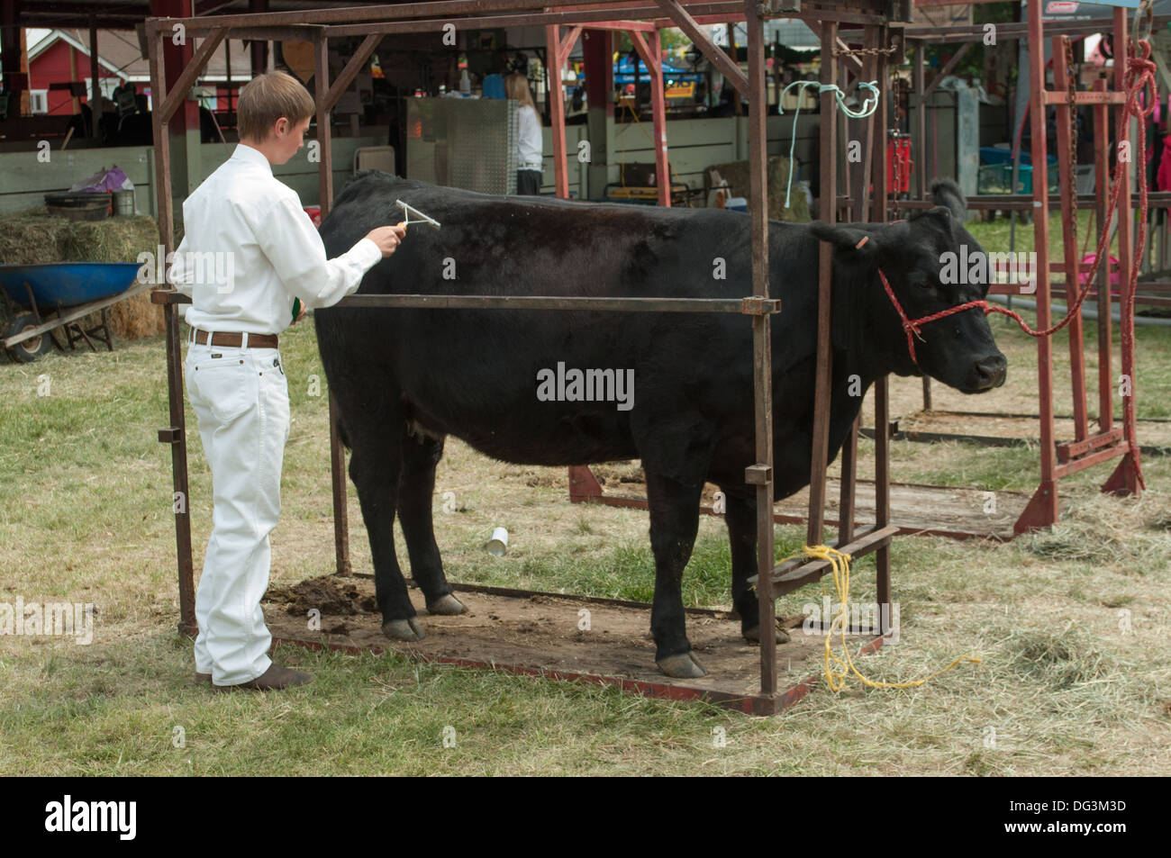 Four H member working on display presentation of cows at the Siskiyou County Fair in Yreka, California. Stock Photo