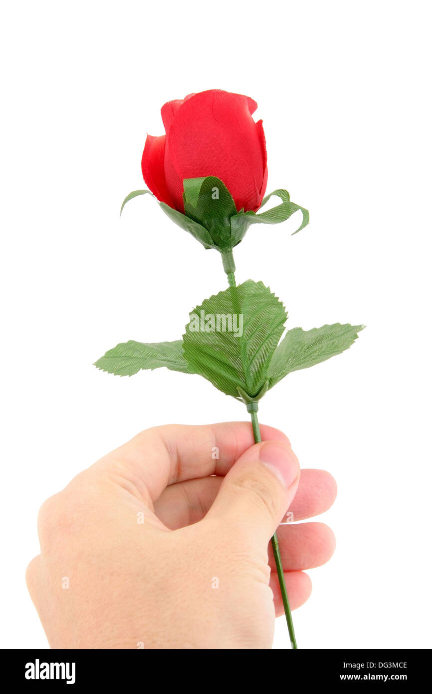 holding a artificial red rose with white background Stock Photo
