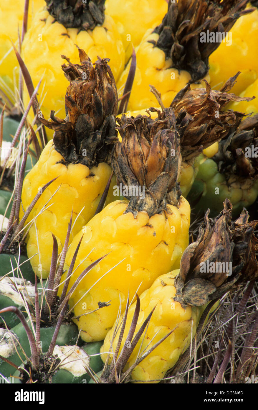 Barrel cactus fruit, Saguaro National Park-Rincon Mountain District,  Arizona Stock Photo - Alamy
