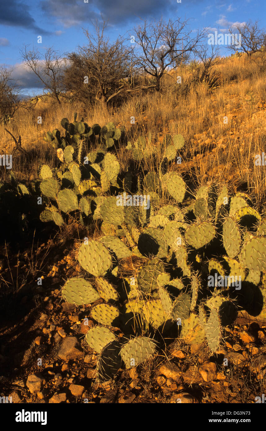 Skru ned glimt tunge Cactus at Patagonia Lake, Arizona Stock Photo - Alamy
