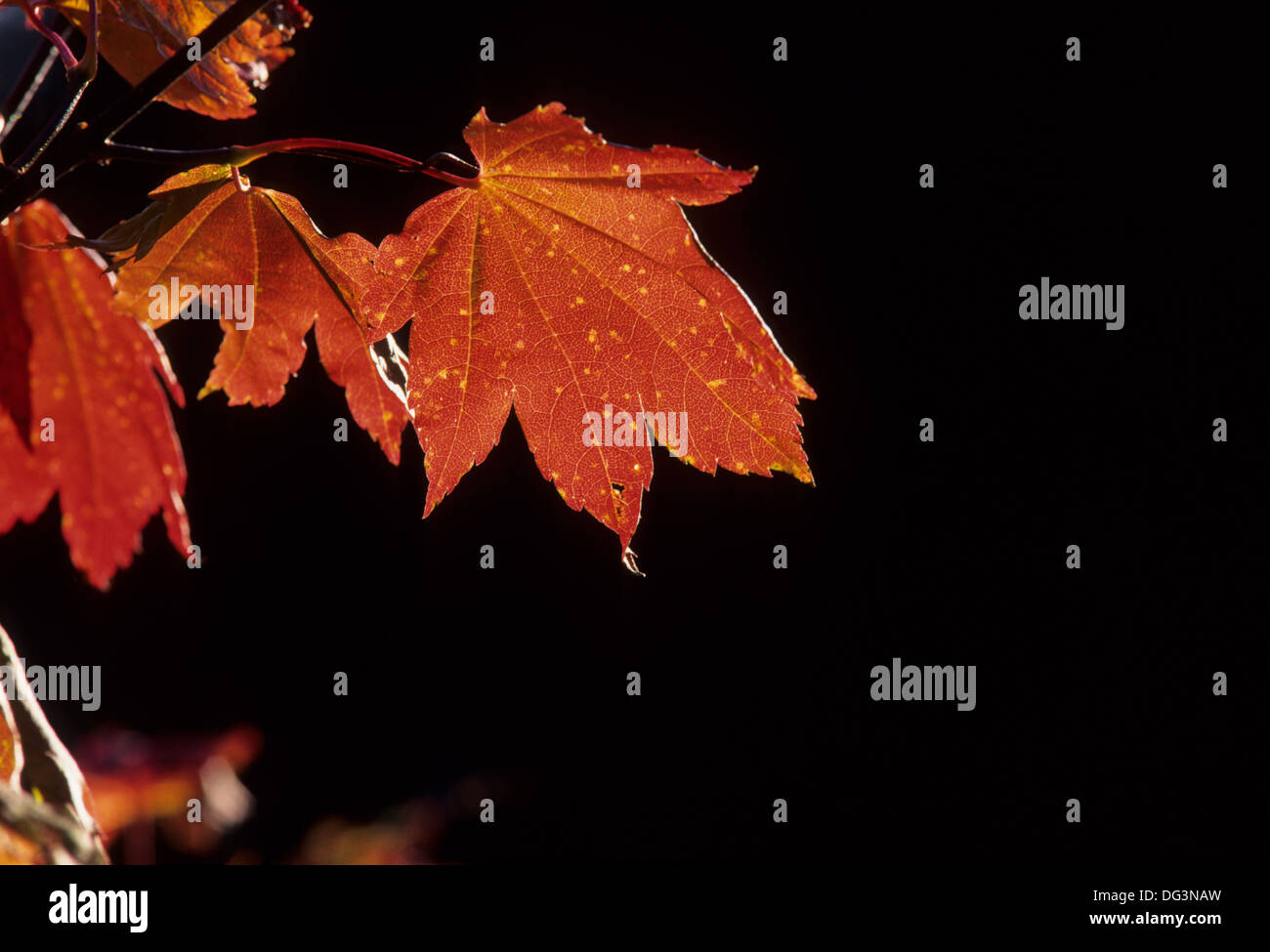 Autumn vine maple leaf, Table Rock Wilderness, Salem District Bureau of Land Management, Oregon Stock Photo