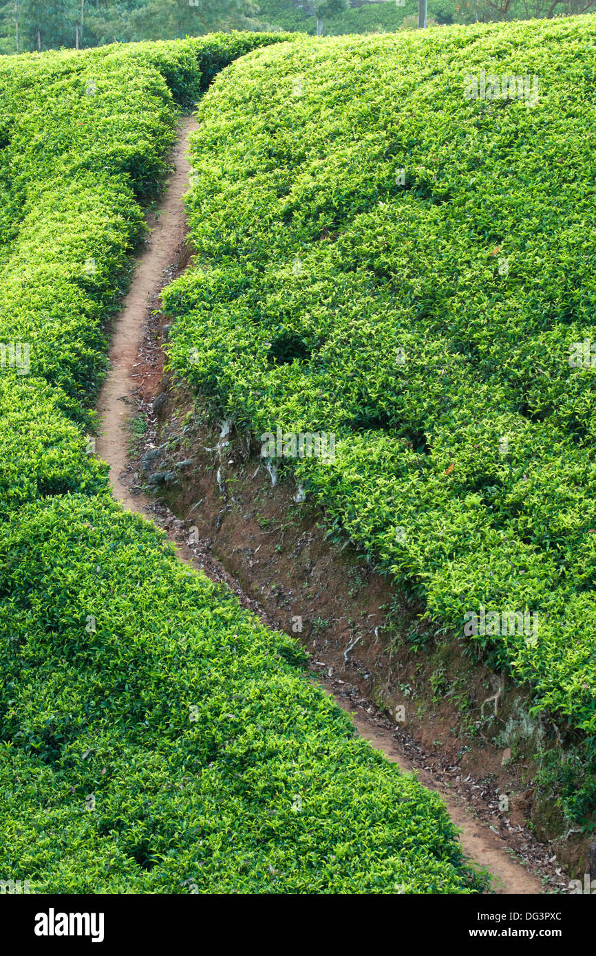 Ceylon tea plantation, Dickoya, Hill Country, Sri Lanka, Indian Ocean, Asia Stock Photo