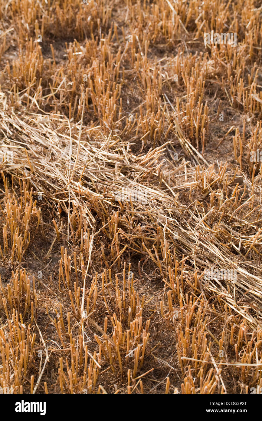 Red Deer (Cervus elaphus), regular walkway through standing cereal crop, revealed after harvest. Note lay of trodden straw . Stock Photo