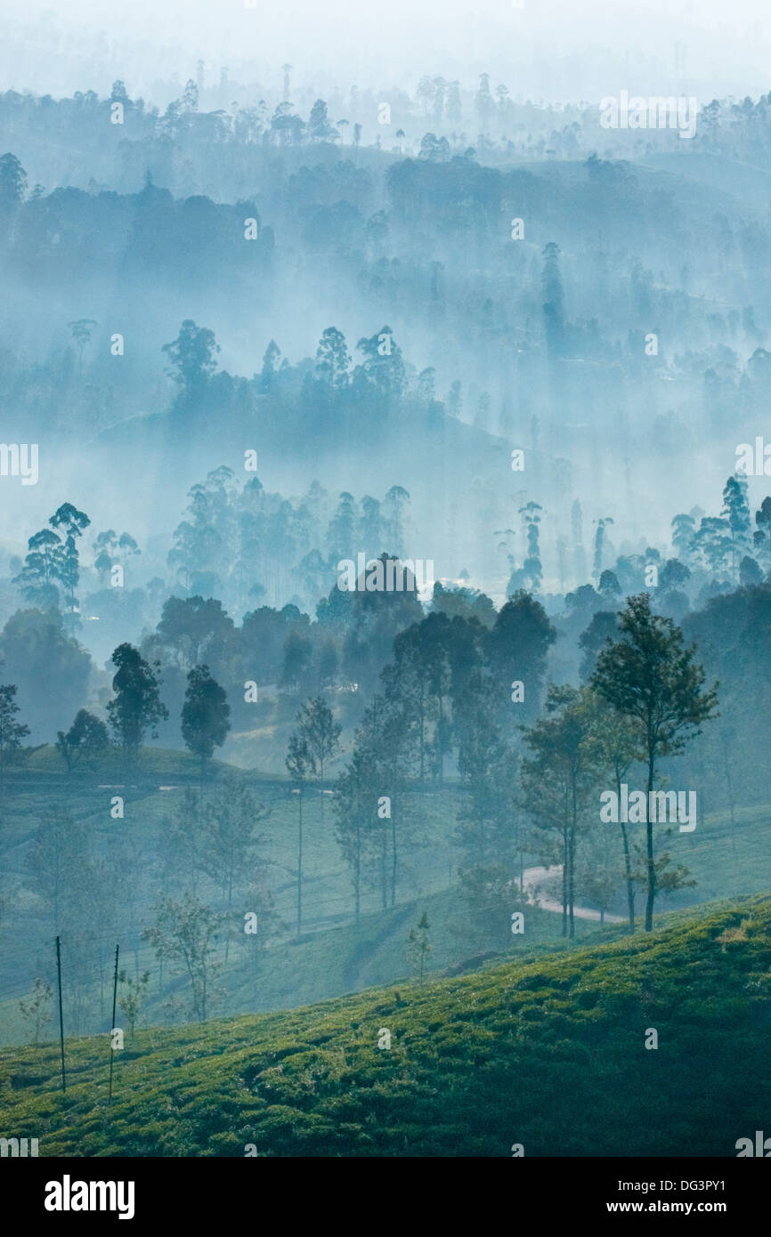 Ceylon tea plantation at dawn, Dickoya, Hill Country, Sri Lanka, Indian Ocean, Asia Stock Photo