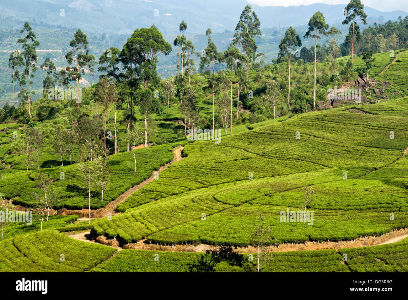 Terraced fields on a tea plantation, Dickoya, Hill Country, Sri Lanka, Indian Ocean, Asia Stock Photo