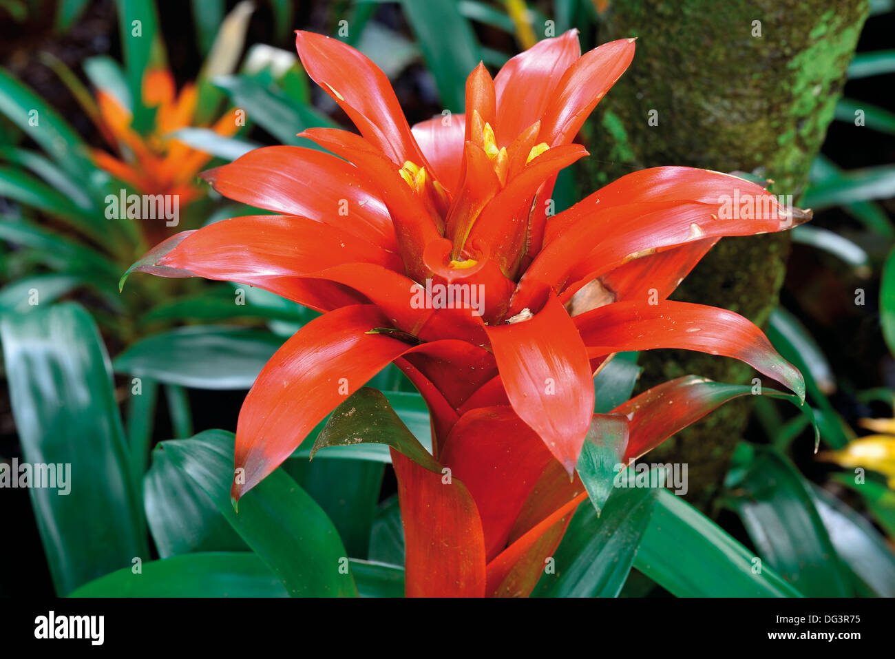 Brazil, Iguassu National Park: Flower of the Red Bromelie (Guzmania berteroniana) Stock Photo
