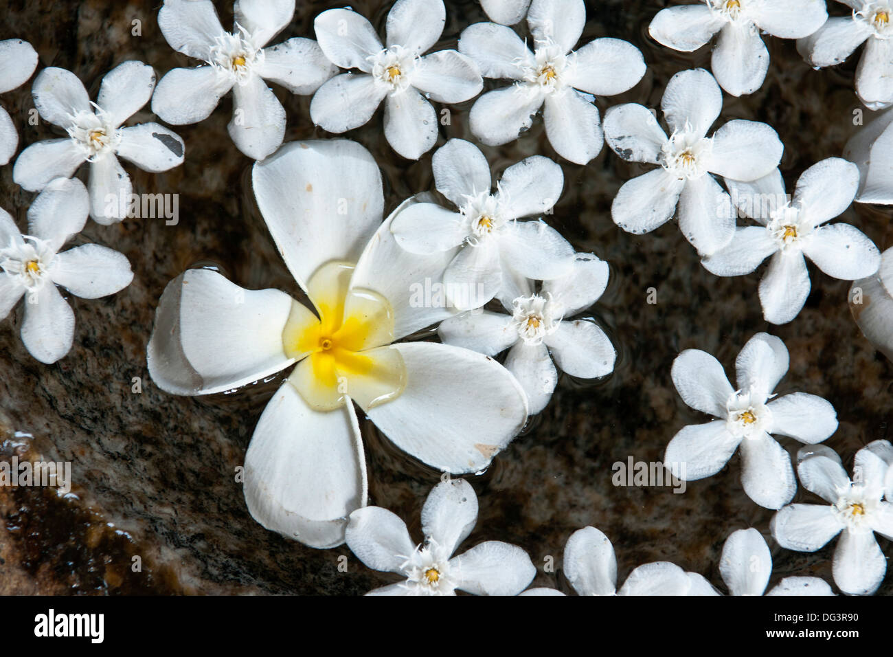 Frangipani flowers floating in water, Negombo, Sri Lanka, Asia Stock Photo
