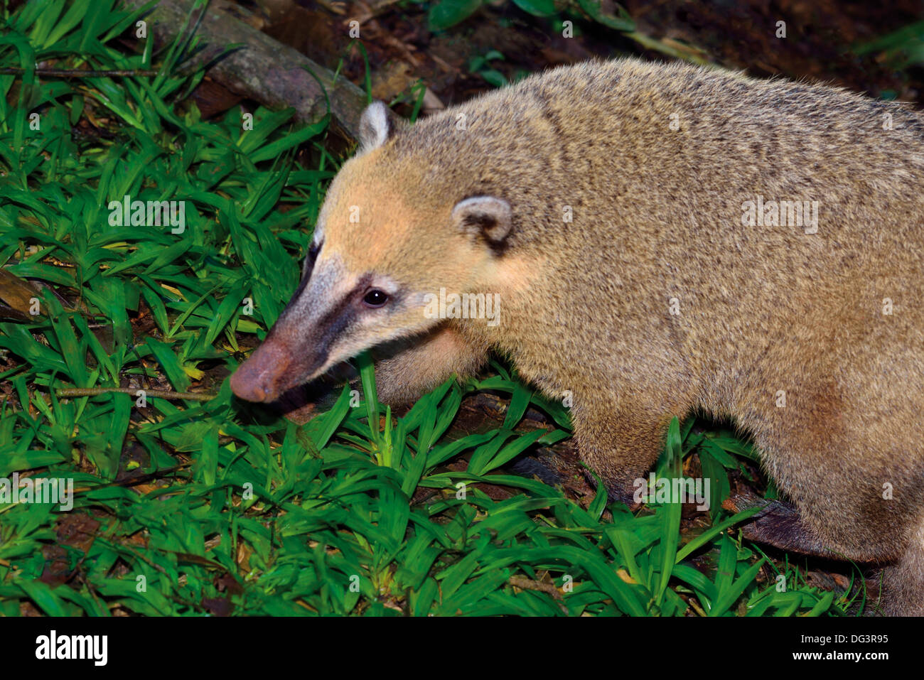 Brazil, Iguassu National Park: Curious Ring-tailed Coati (Nasua nasua) looking for food Stock Photo