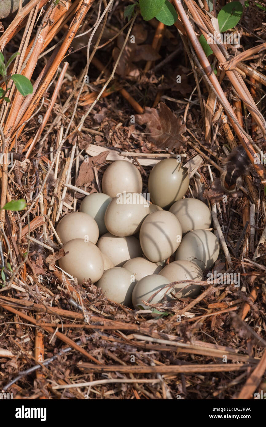 Pheasant nest clearance