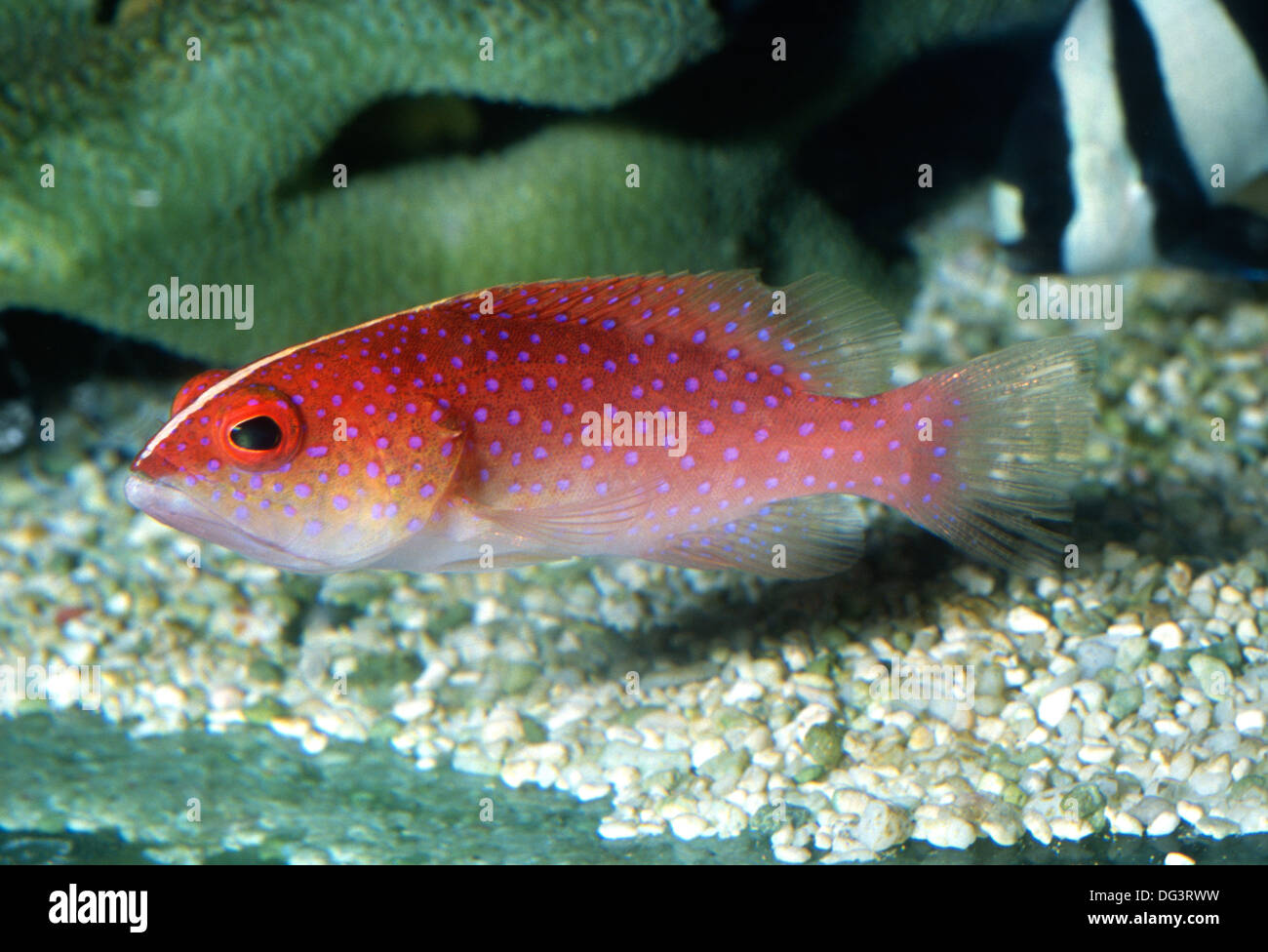 Young Lyretail grouper Variola louti, Serranidae, Indo-pacific Ocean Stock Photo