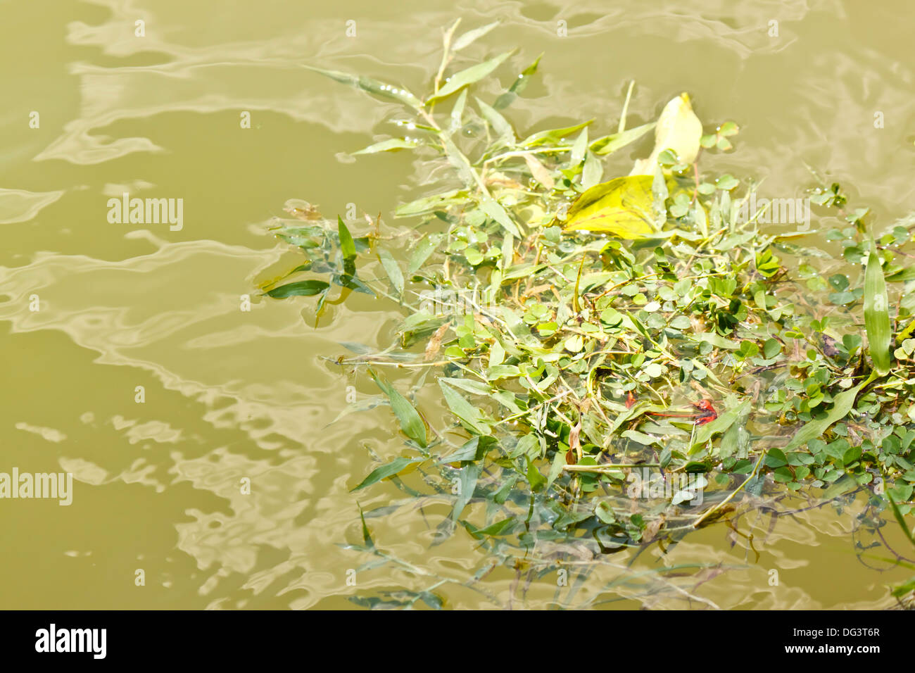 weed in river Stock Photo