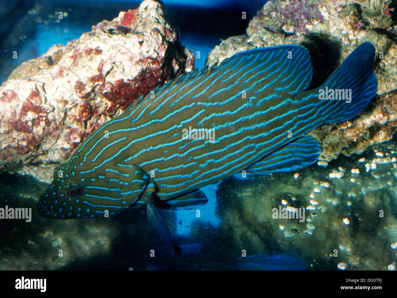 Blue-lined Rockcod Cephalopholis formosa, Serranidae, Indo-pacific Ocean Stock Photo