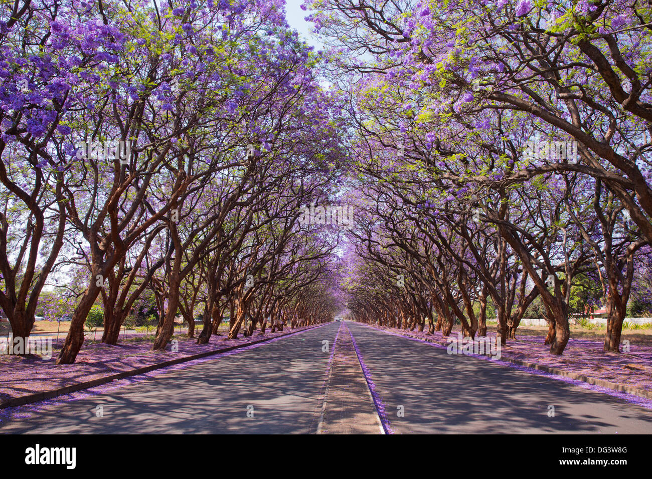 Blooming Jacaranda trees lining Milton Avenue in Harare, Zimbabwe Stock Photo