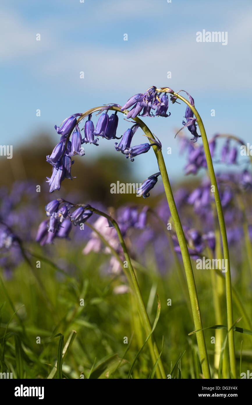Bluebell Flowers (Hyacinthoides non-scripta). NOTE white pollen on anthers, strongly recurved petals down one side of racemes. Stock Photo