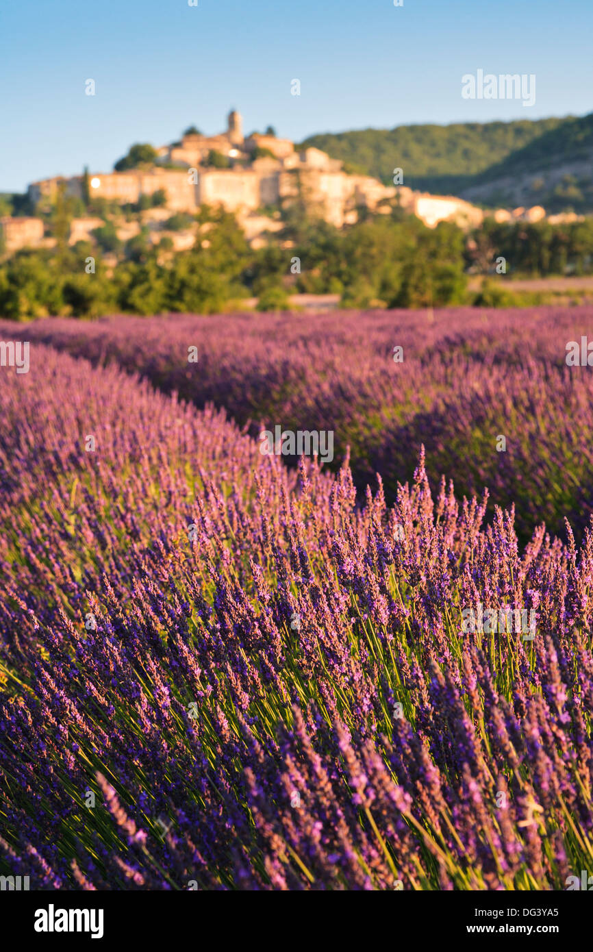 Lavender field with the town of Banon in the background, Provence