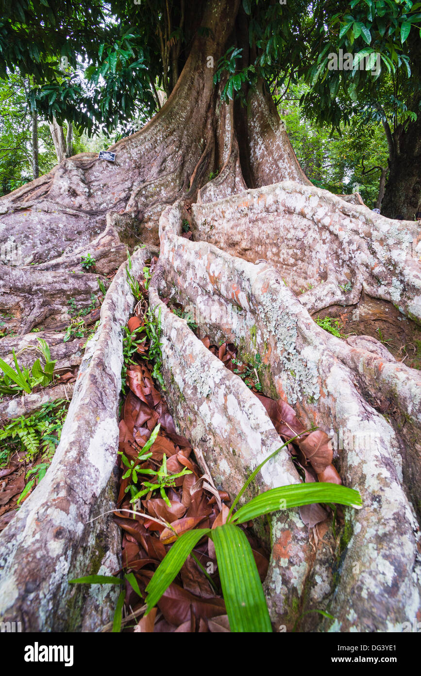 Twisted roots of an old tree, Kandy Royal Botanical Gardens, Peradeniya, Kandy, Sri Lanka, Asia Stock Photo