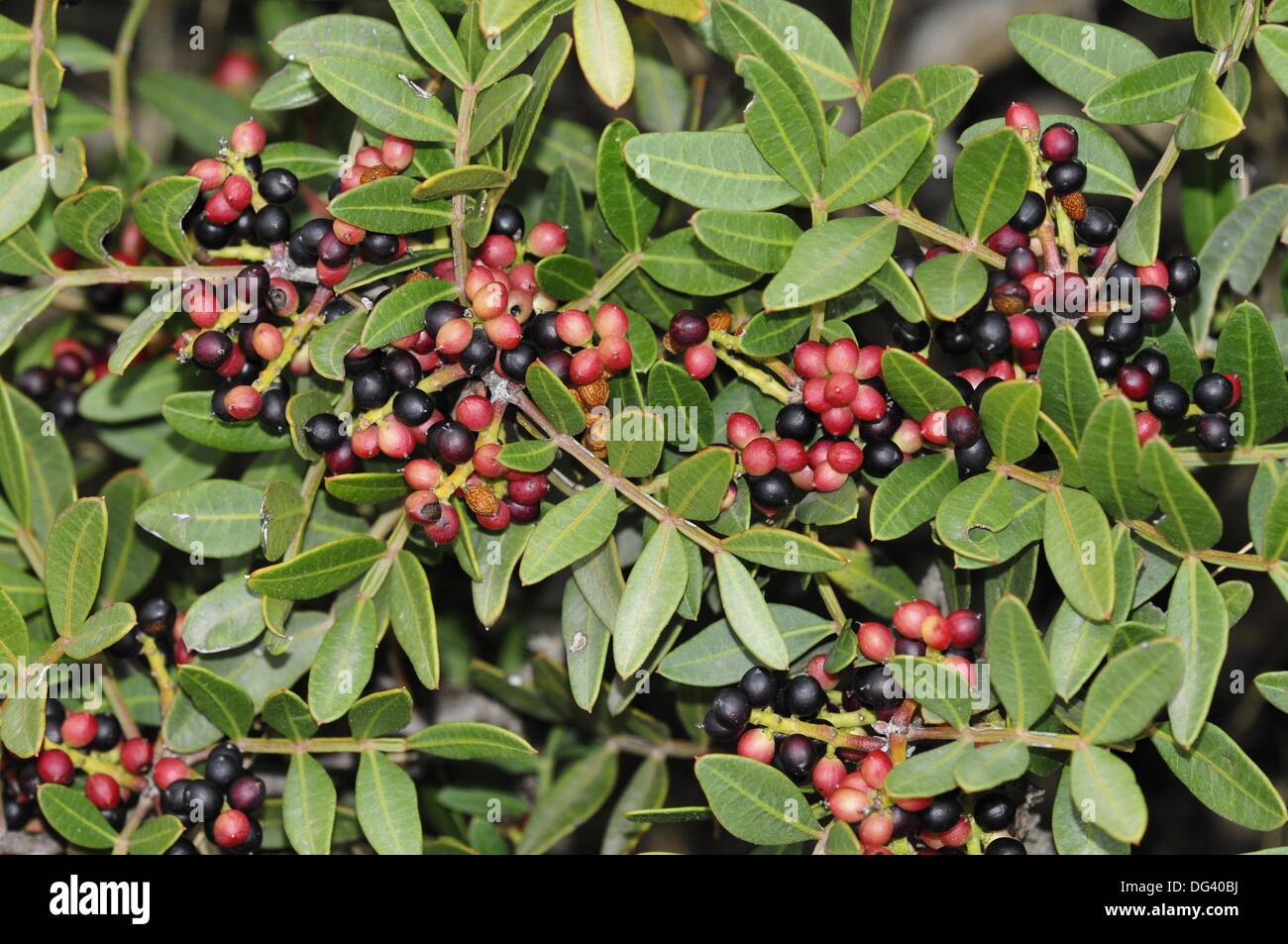 Mastic tree Pistacia lentiscus, Crete Stock Photo Alamy