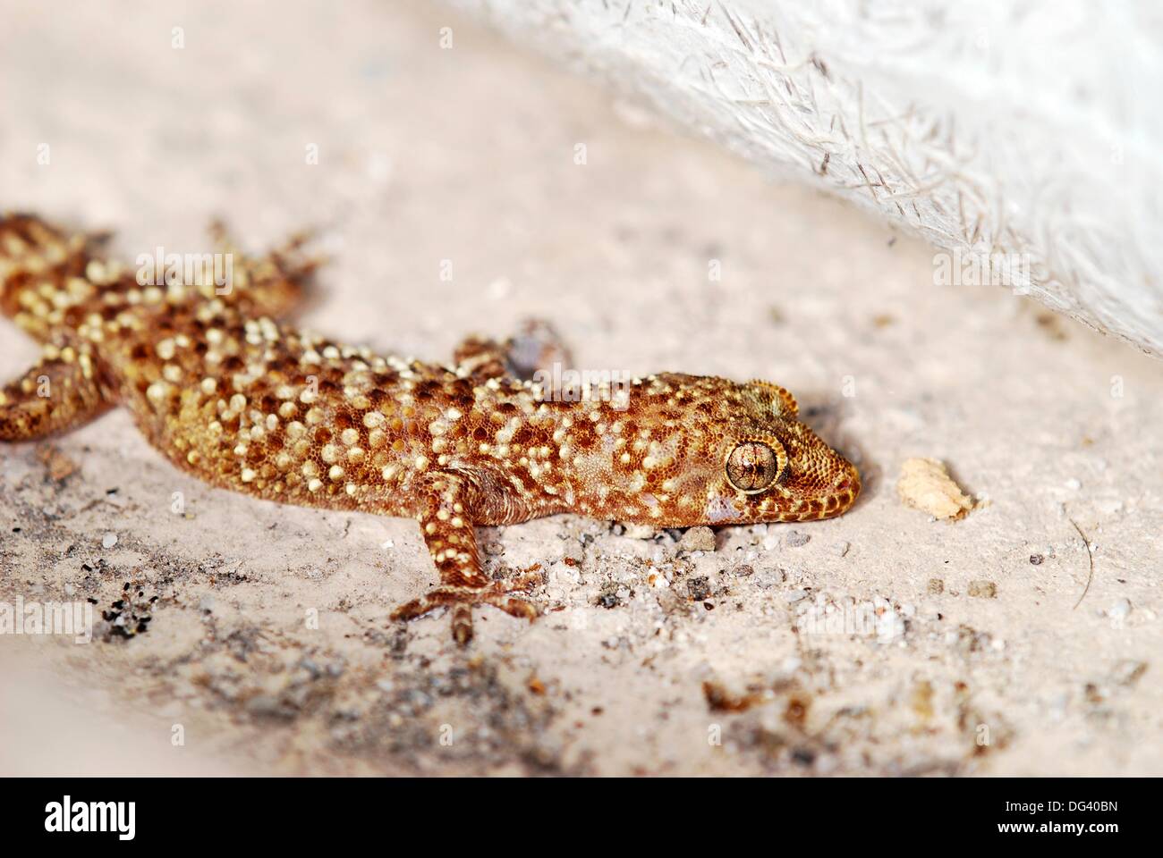 Mediterranean House Gecko, or more commonly Turkish Gecko Hemidactylus
