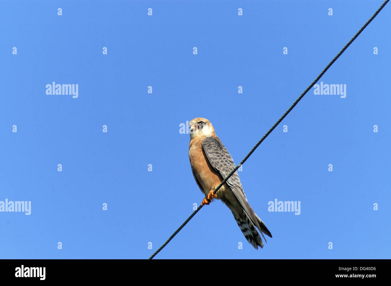 A female Red-footed Falcon (Falco vespertinus) on Crete, Greece Stock ...