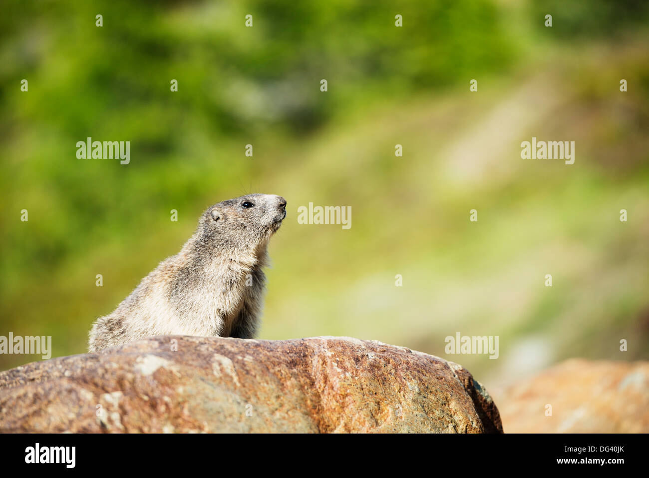 Marmot (Marmota marmota), Zermatt, Valais, Swiss Alps, Switzerland, Europe Stock Photo