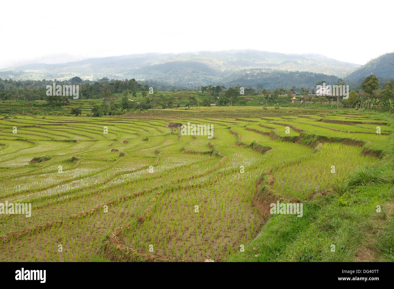 Rice paddy fields in shallow terraces, Surakarta district, Solo River valley, Java, Indonesia, Southeast Asia, Asia Stock Photo