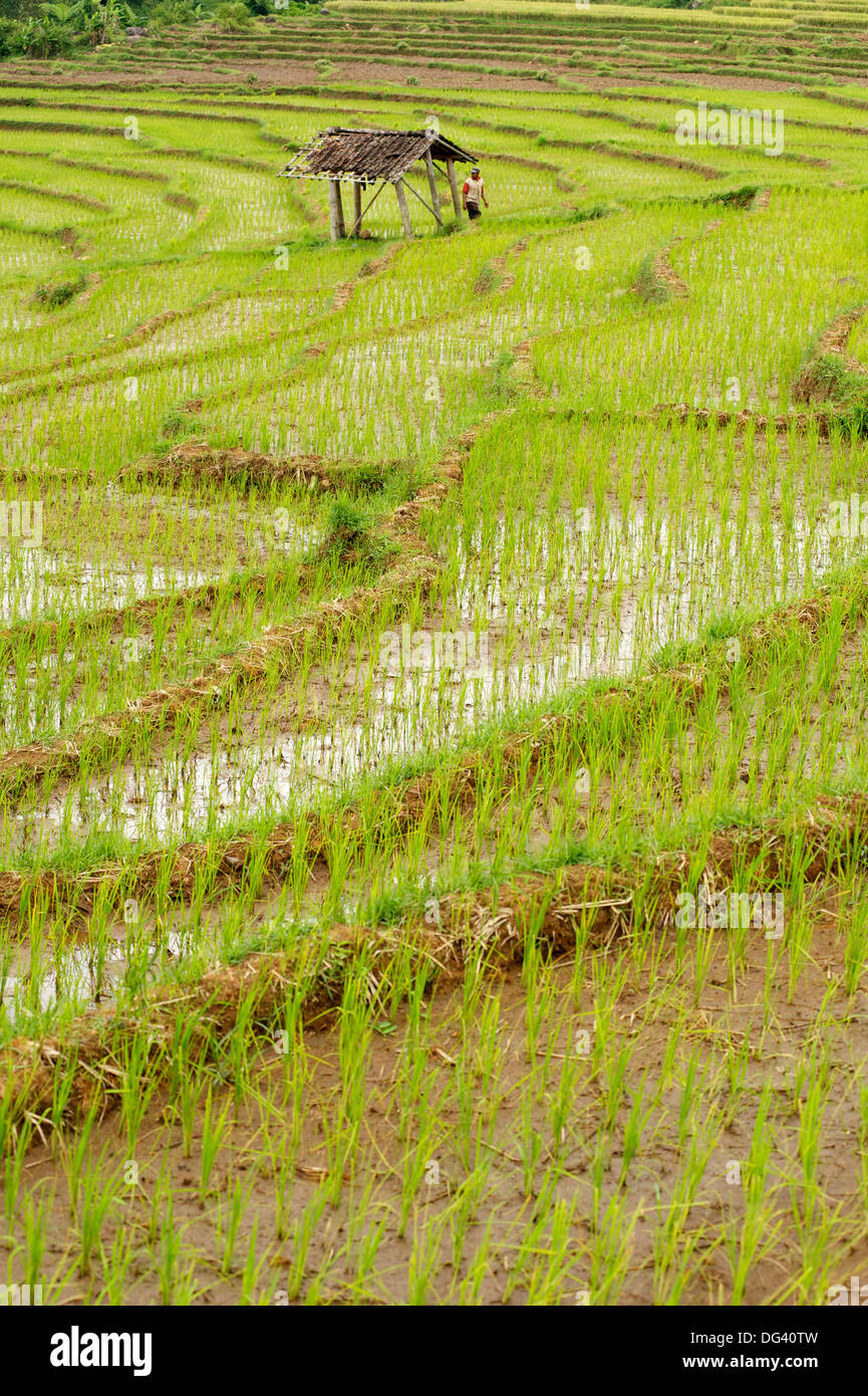 Farmer leaving shack in rice paddy fields laid in shallow terraces, Surakarta district, Solo river valley, Java, Indonesia Stock Photo