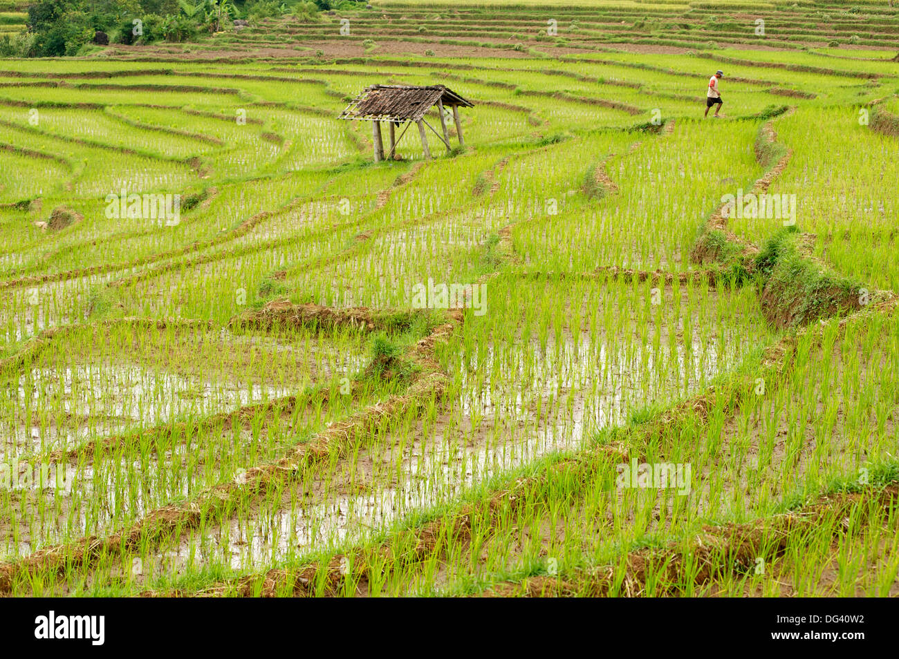 Farmer in rice paddy fields laid in shallow terraces, Surakarta district, Solo river valley, Java, Indonesia, Southeast Asia Stock Photo