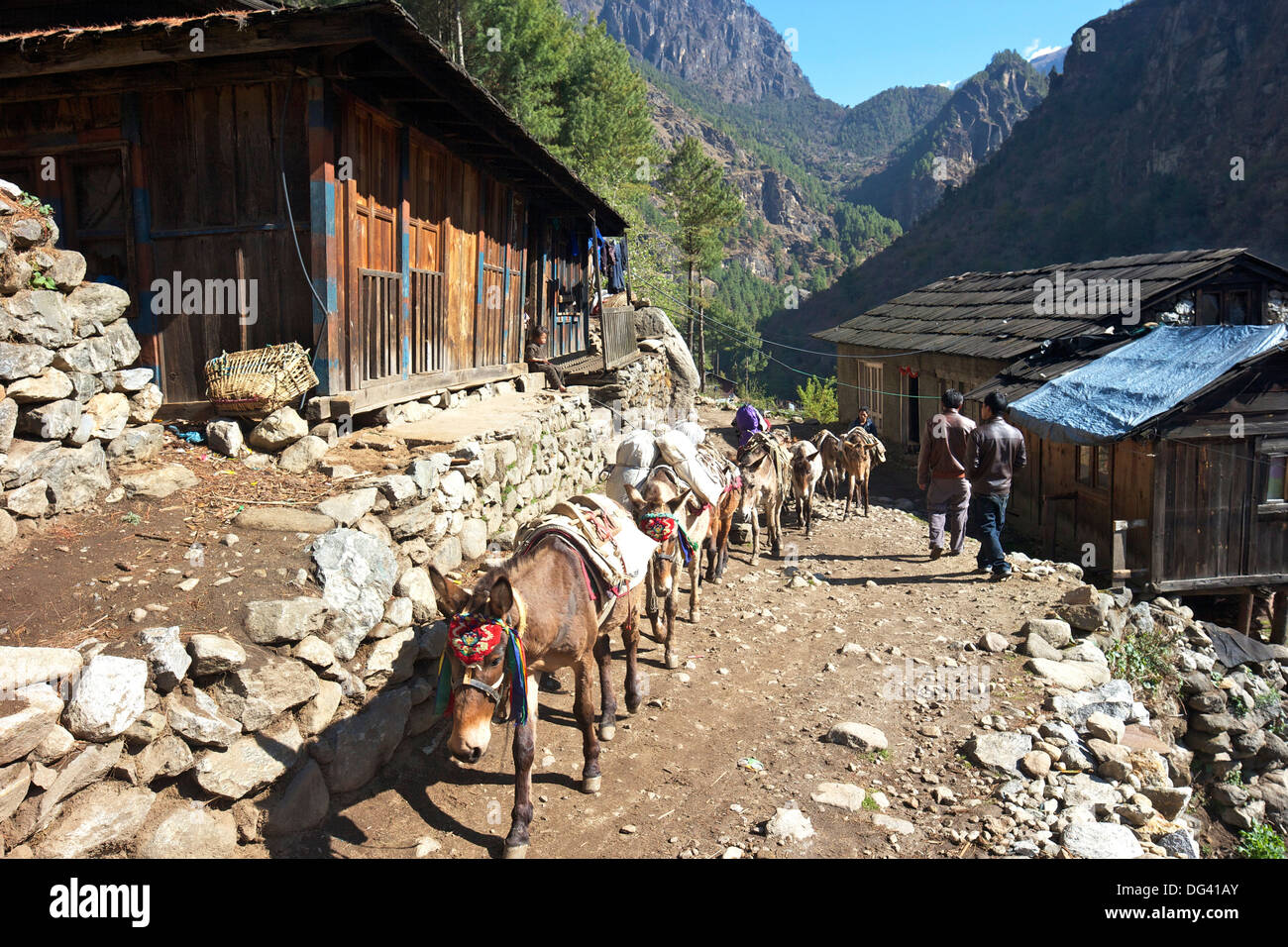 Mule train between Phakding and Namche, Everest Base Camp Trek, Solukhumbu, Nepal, Himalayas, Asia Stock Photo