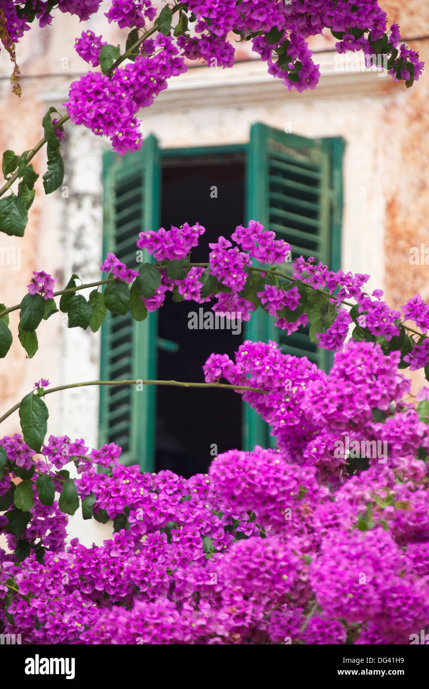 Shuttered window and blossom, Cavtat, Dubrovnik Riviera, Dalmatian Coast, Dalmatia, Croatia, Europe Stock Photo