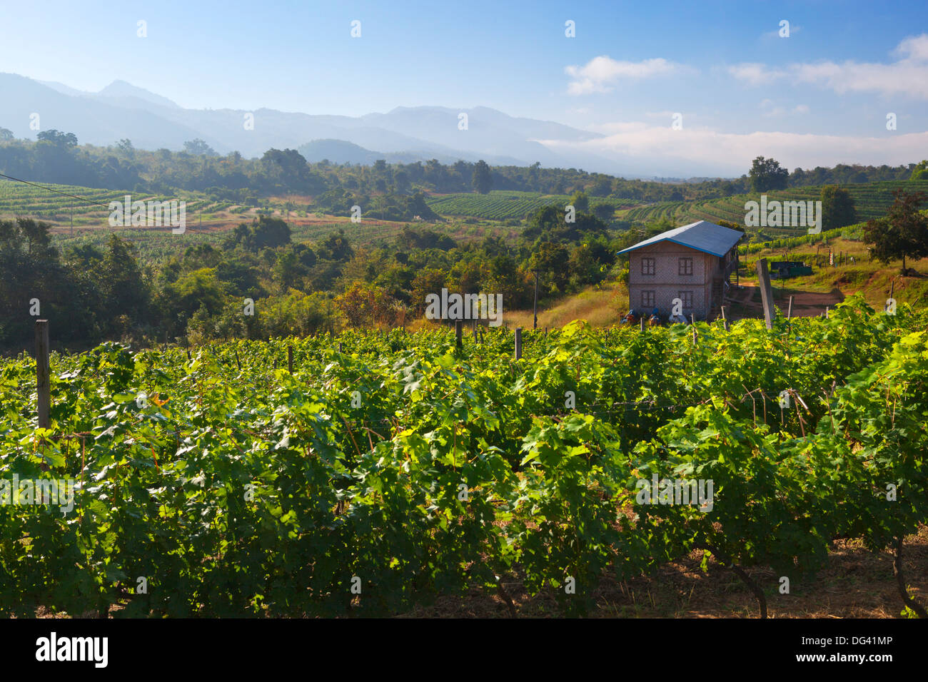Red Mountain Estate winery, Nyaungshwe, Inle Lake, Shan State, Myanmar (Burma), Asia Stock Photo