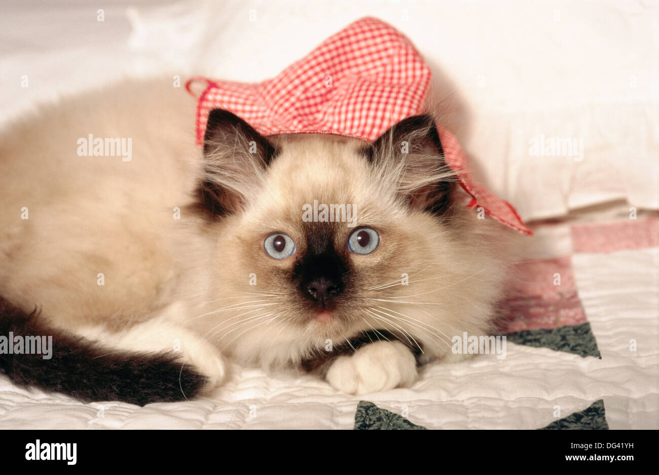 Cat doll bed hires stock photography and images Alamy