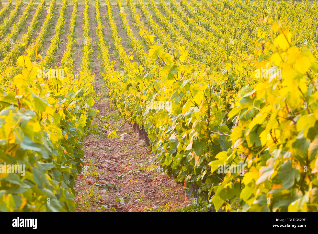 Rows of grape vines in vineyard near to Vezelay in Burgundy, France, Europe Stock Photo