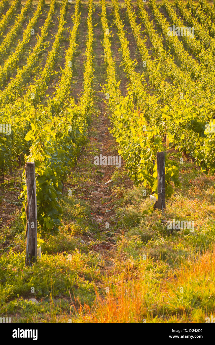 Rows of grape vines in vineyard near to Vezelay in Burgundy, France, Europe Stock Photo