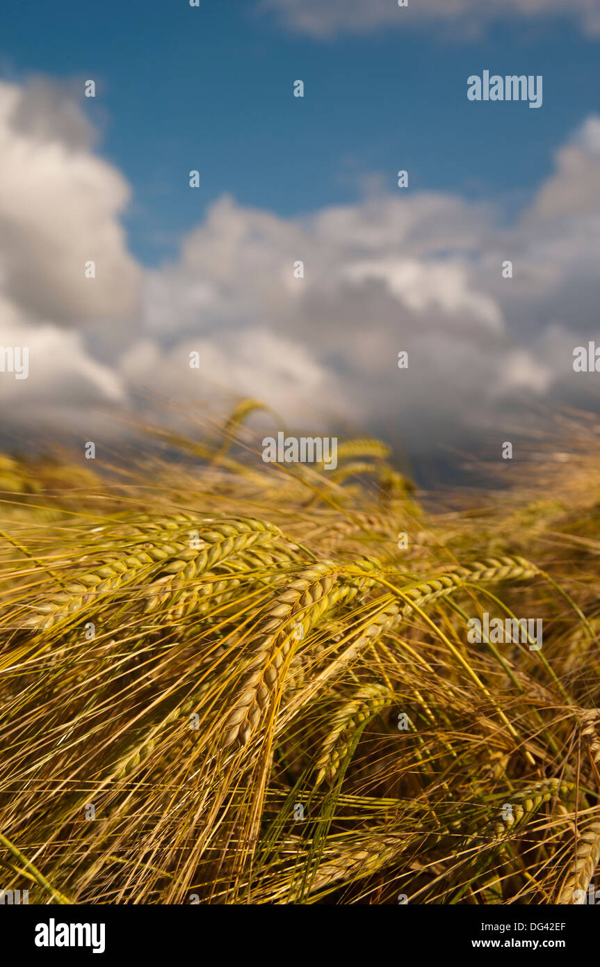 Field of Wheat ready for harvest growing in South Wales Stock Photo - Alamy