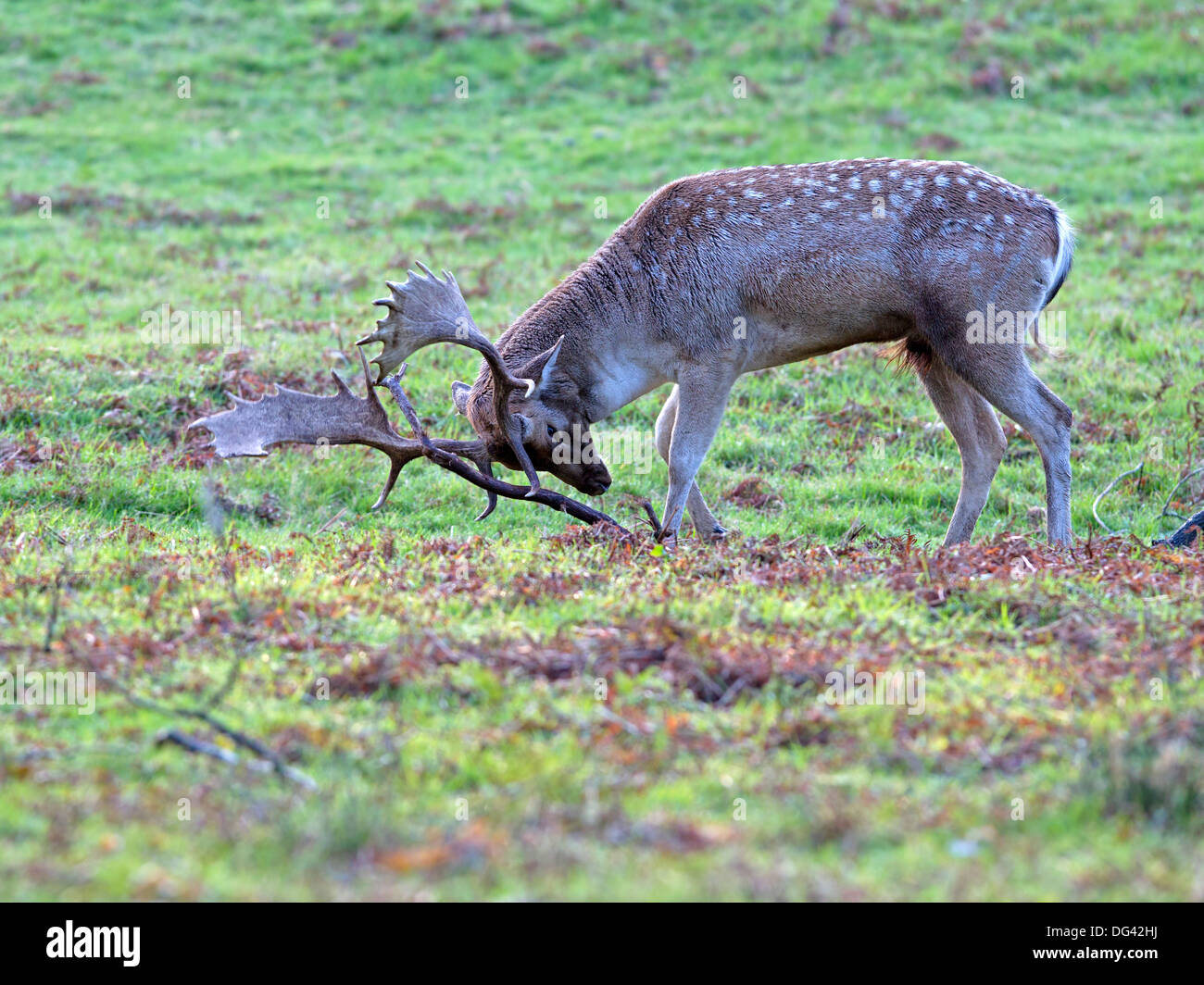 Fallow deer stag butting tree branch during rut Stock Photo - Alamy