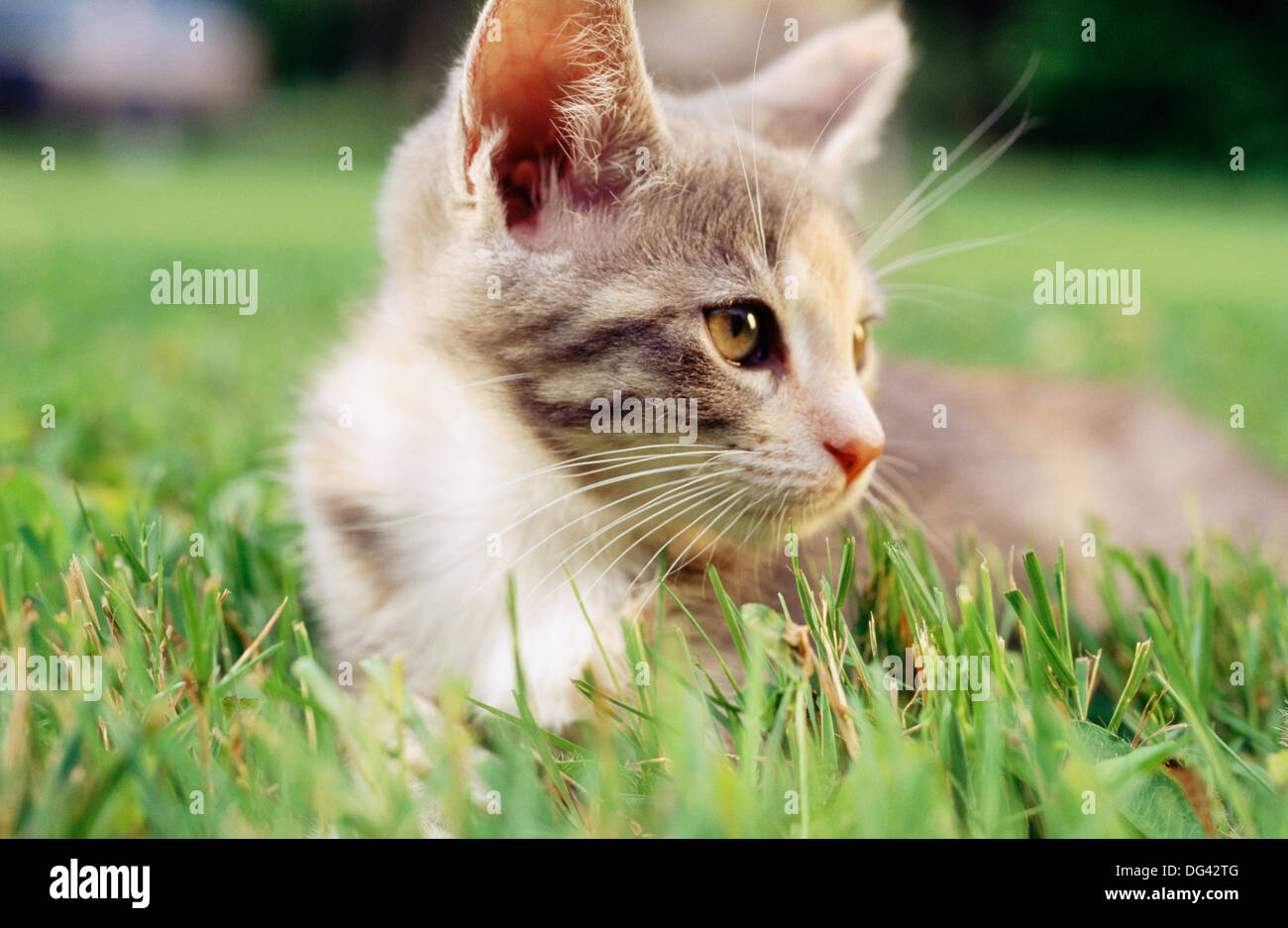 10 week old kitten Stock Photo - Alamy
