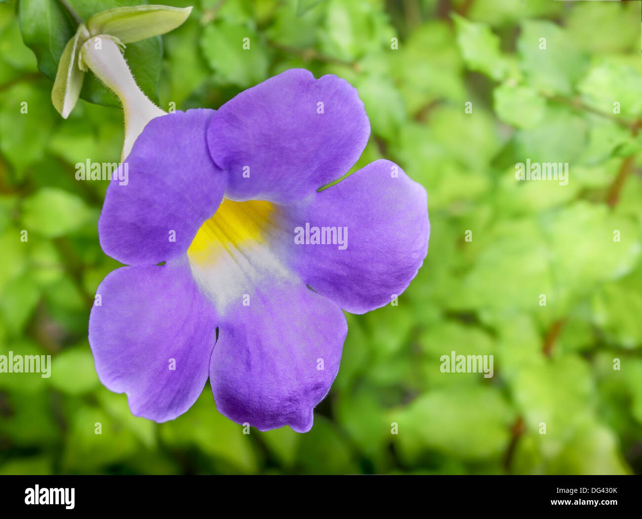 close up thunbergia flower in garden. Stock Photo