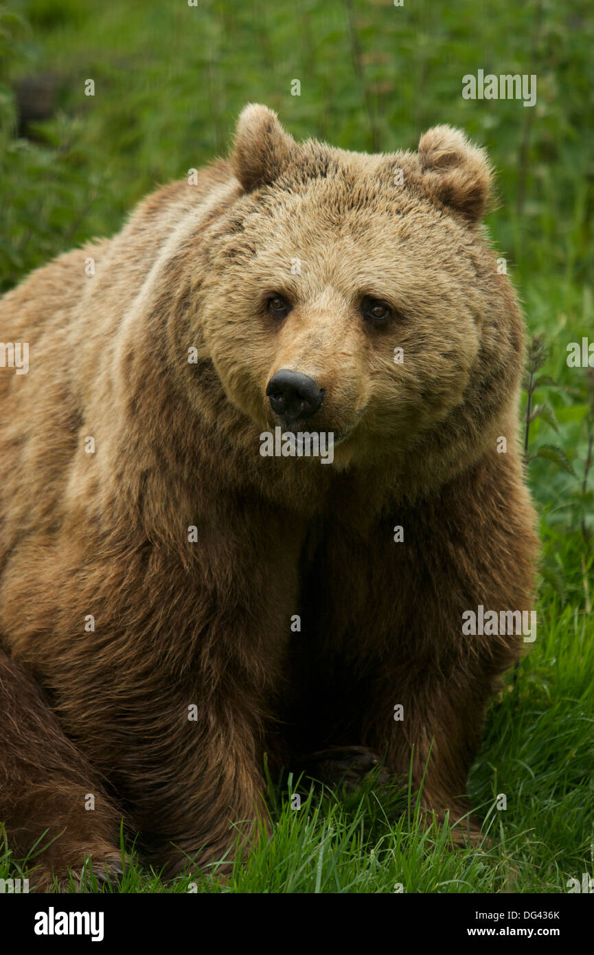 A Eurasian brown bear (Ursus arctos arctos) Stock Photo