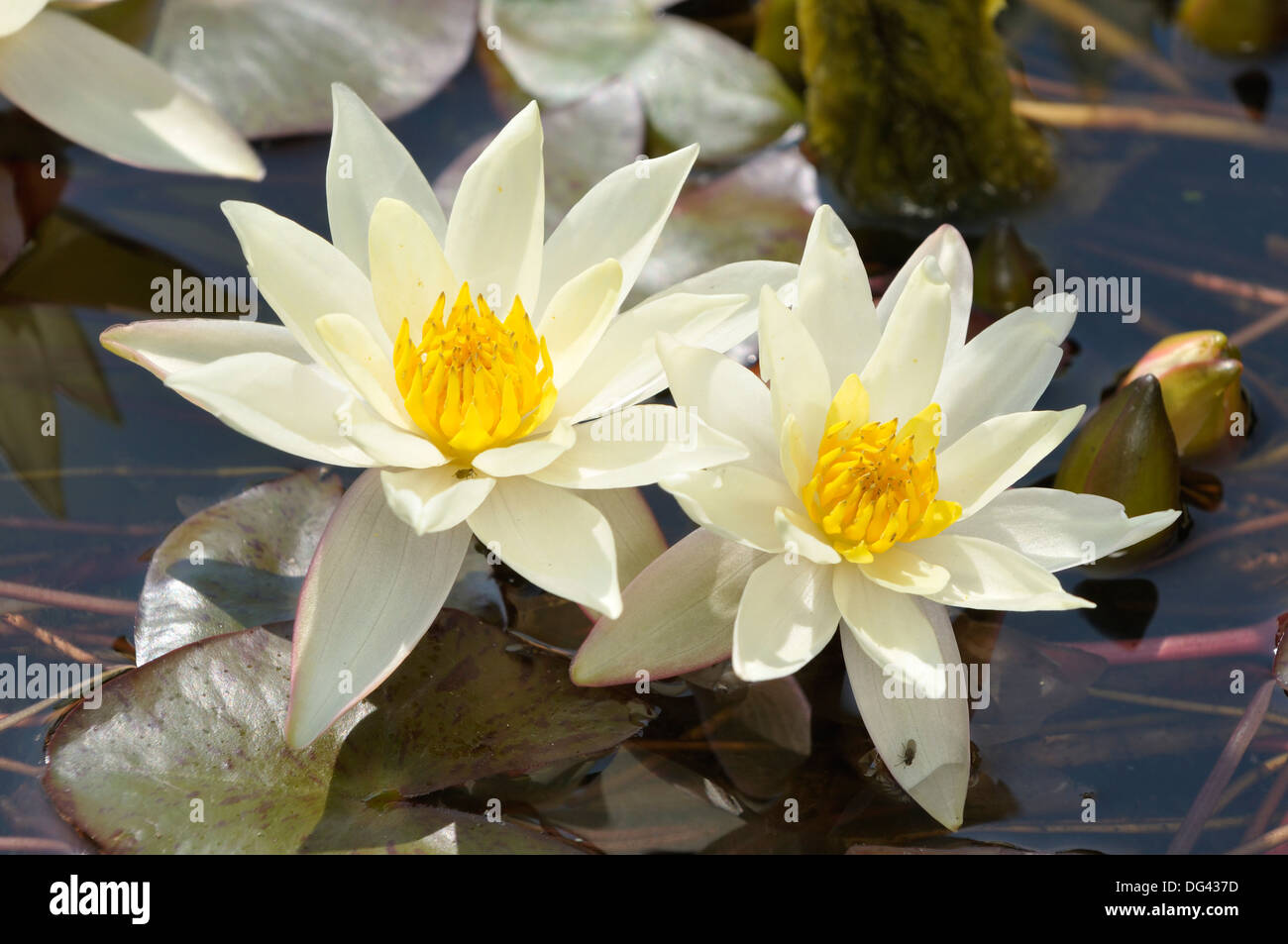 Dwarf Yellow Water-lily - Nymphaea ‘pygmaea helvola’ Stock Photo