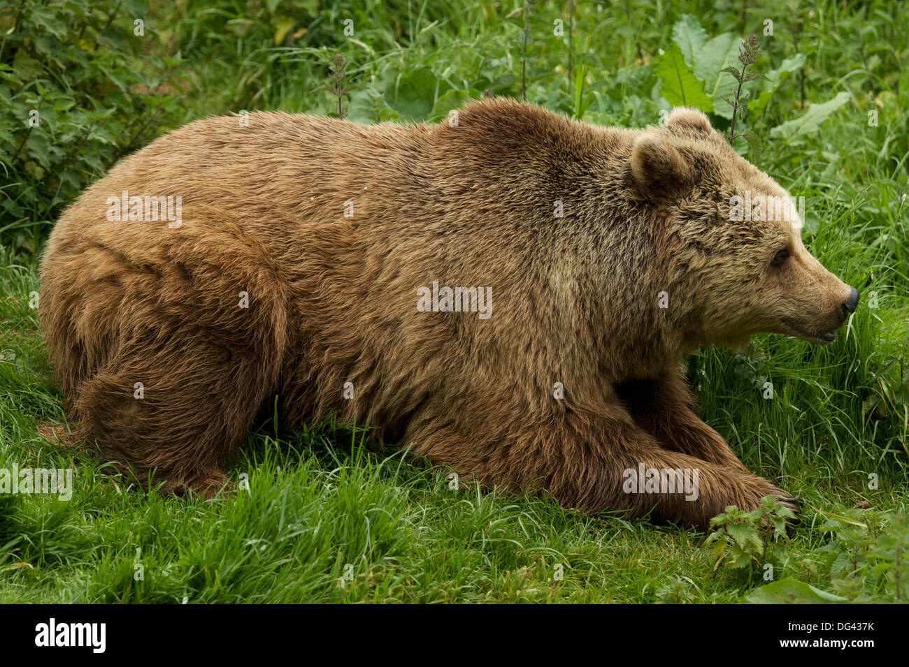 Eurasian brown bear ursus arctos arctos hi-res stock photography and ...