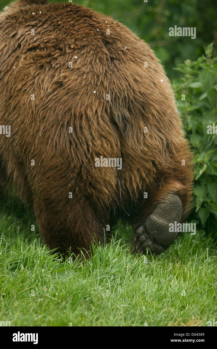 A Eurasian brown bear (Ursus arctos arctos) Stock Photo
