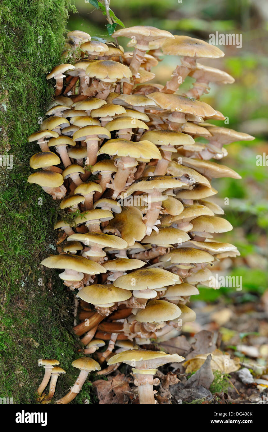 Honey Fungus - Armillaria mellea Large group growing on tree trunk Stock Photo