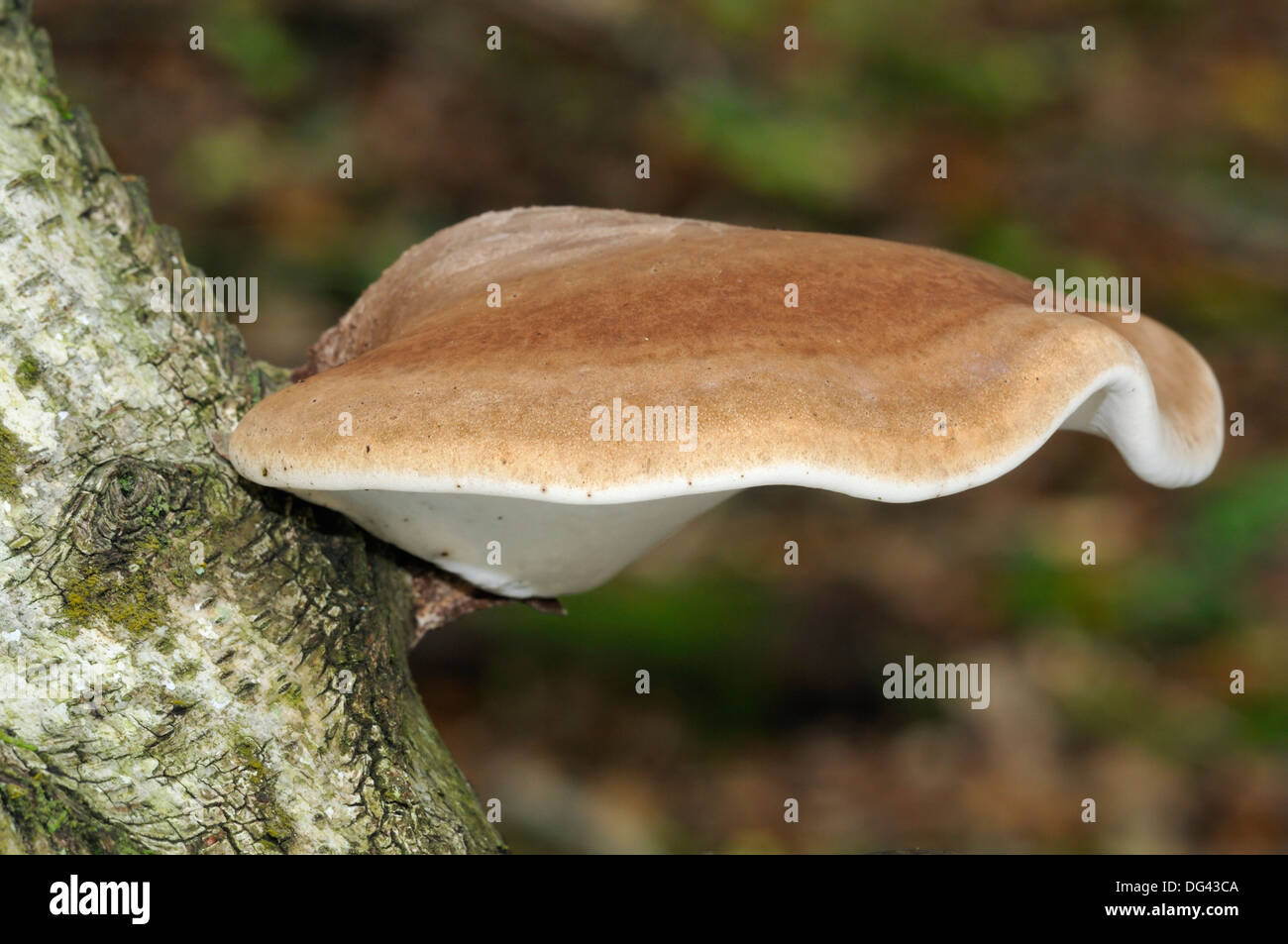 Birch Polypore or Razor Strop Fungus - Piptoporus betulinus on Birch tree - Betula pendula Stock Photo