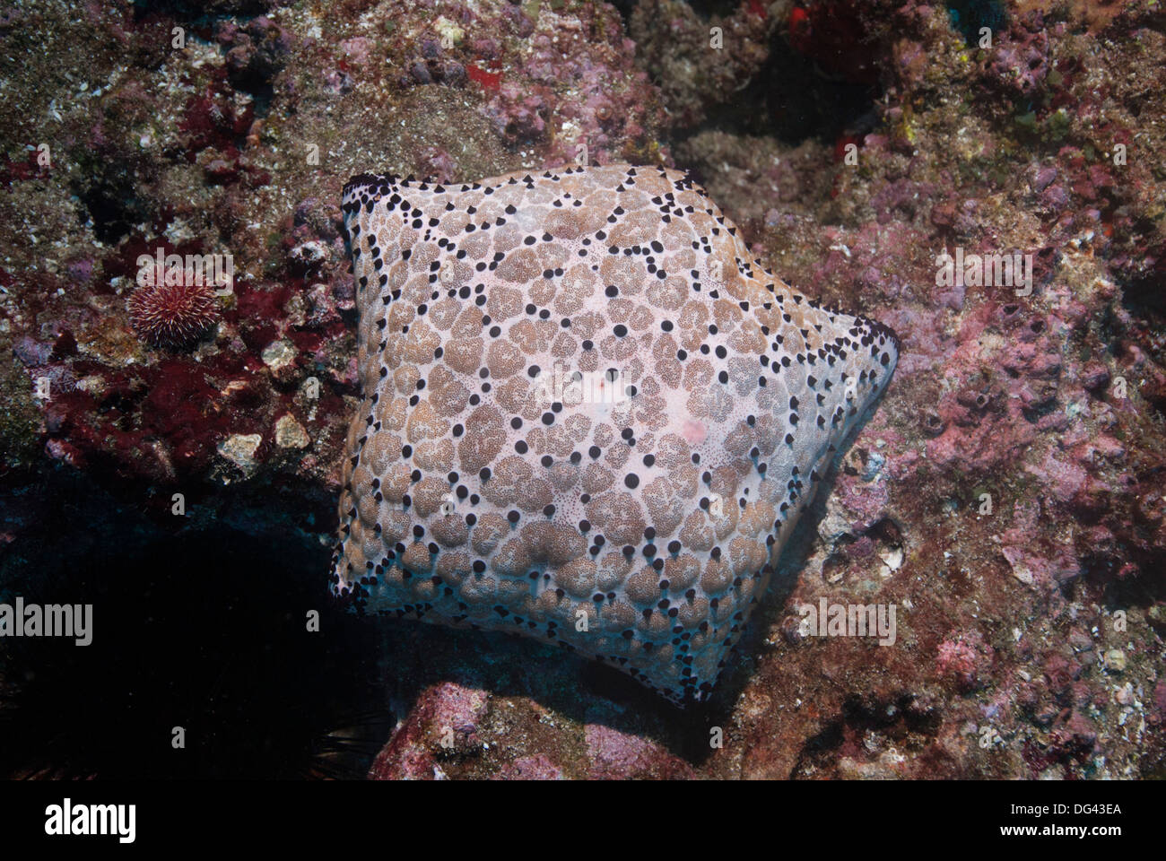 Pincushion Sea Star (Culcita novaeguineae), Mozambique, Africa Stock Photo