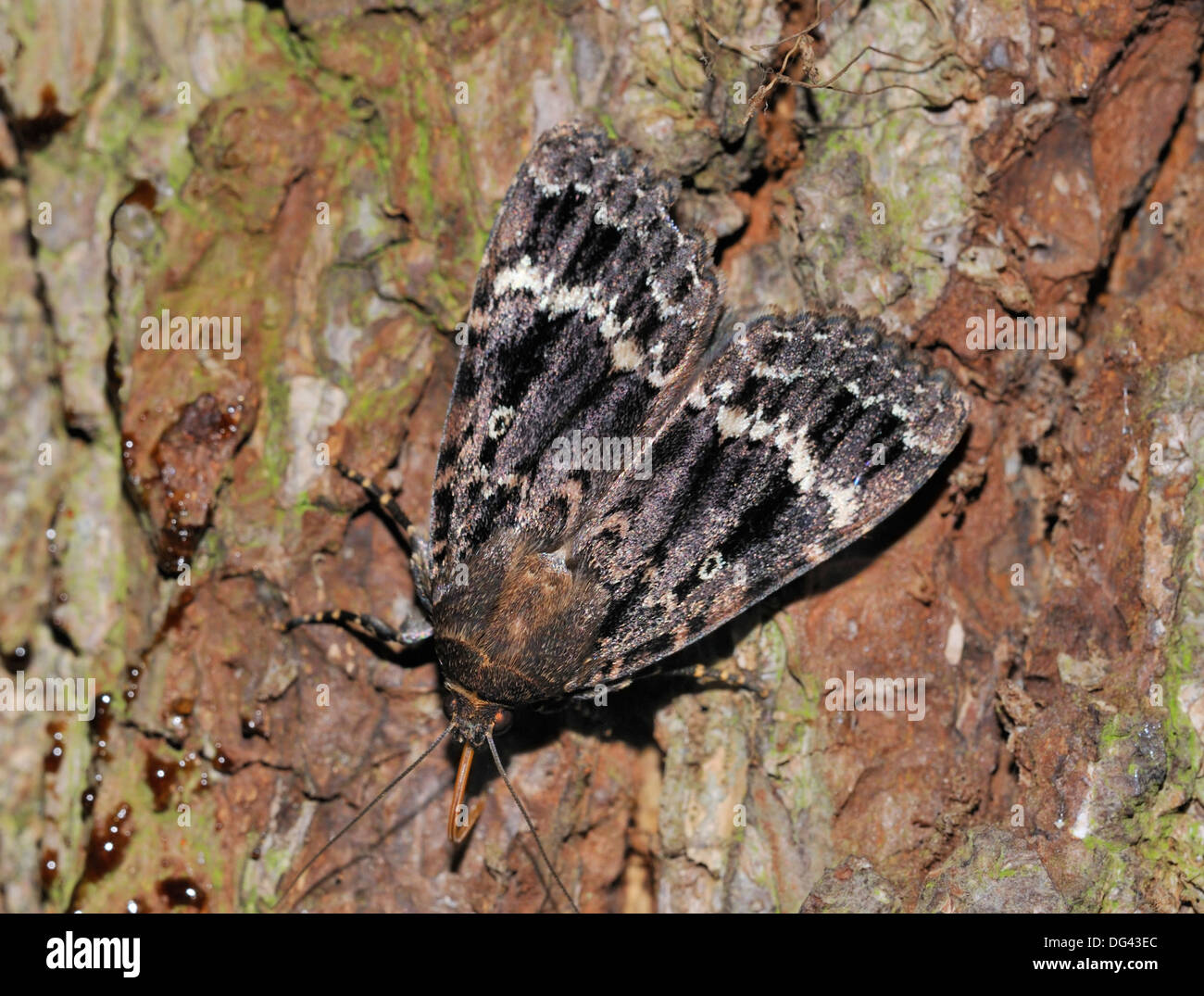 Copper Underwing Moth - Amphipyra pyramidea Feeding at night showing Proboscis Stock Photo