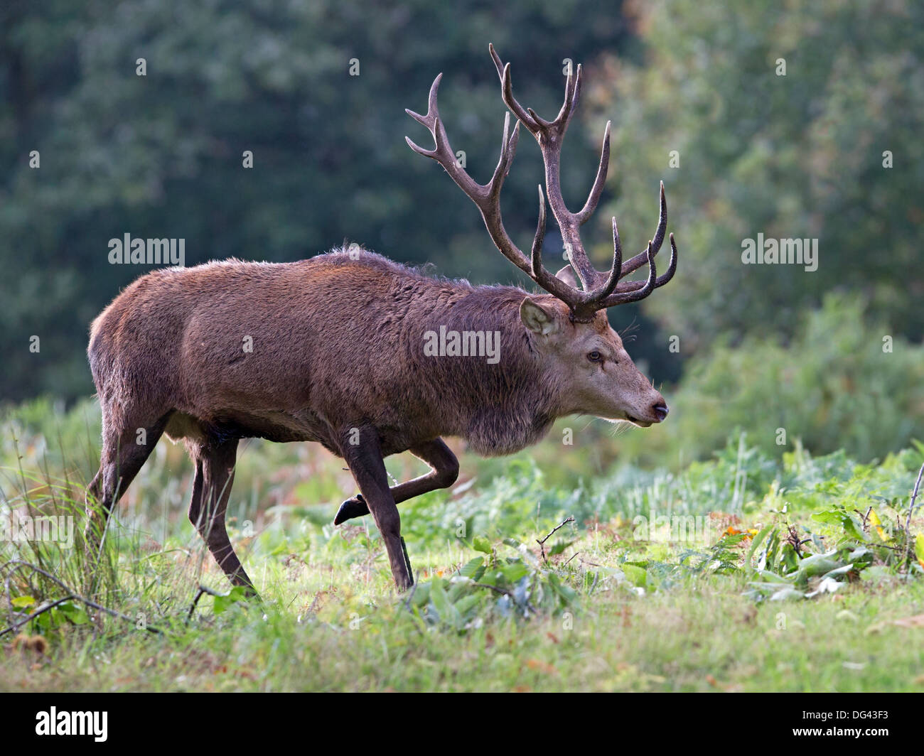 Red deer stag running during rut Stock Photo