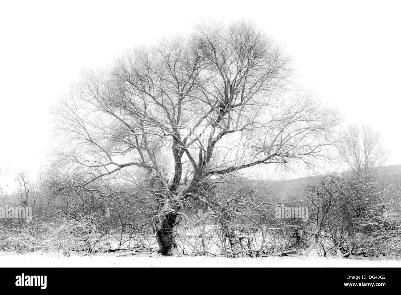 winter tree Stock Photo